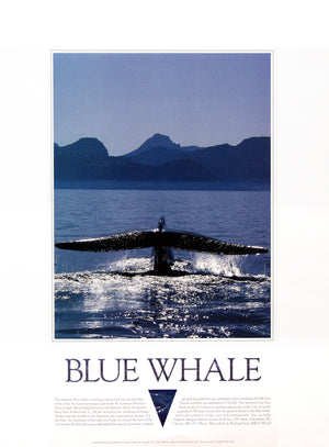 A blue whale's tail as it dives down. Text on the image says "Blue Whale." End of image description.