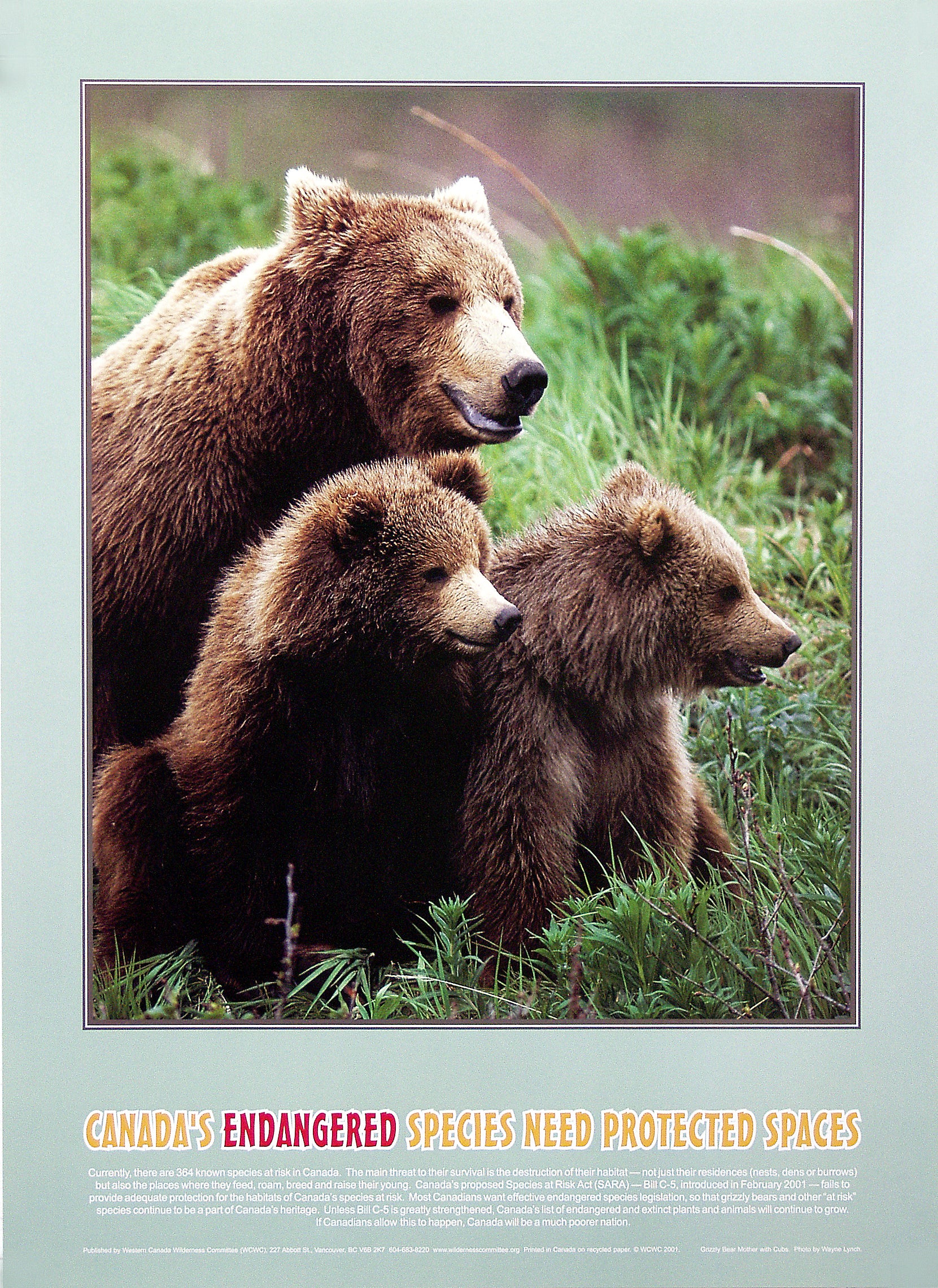 A poster with a photo of a grizzly bear family - one mom and two kids. Text on the image says "Canada's Endangered Species Need Protected Spaces." End of image descriptipn.