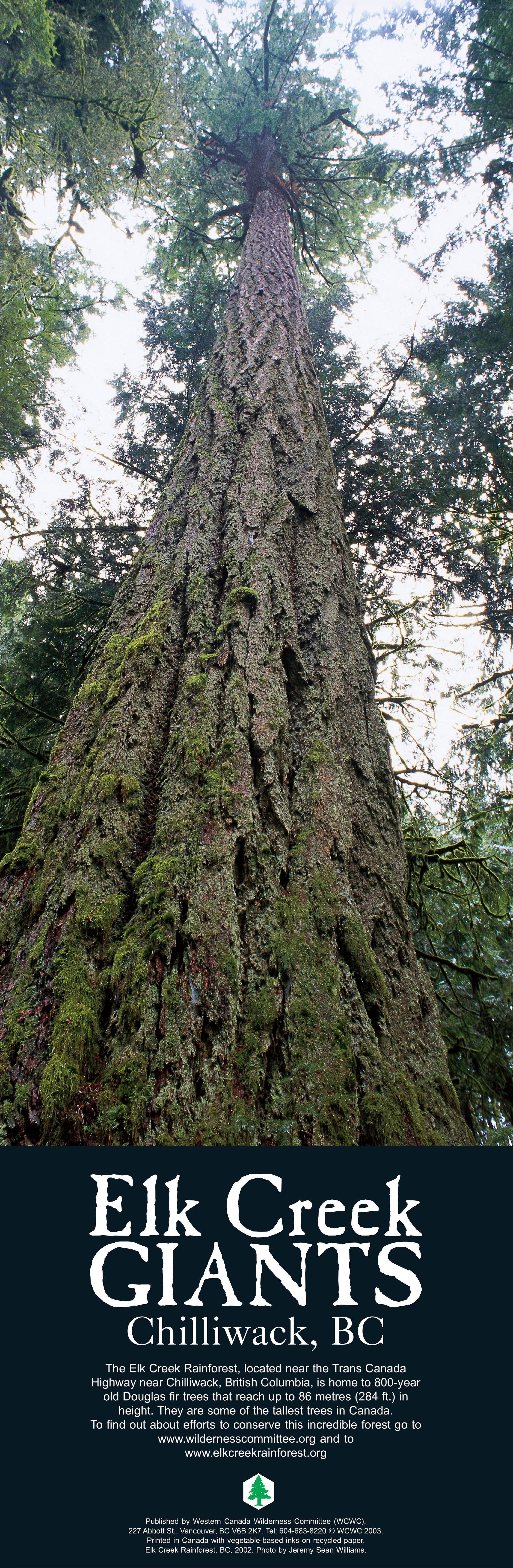 A poster of an old-growth tree. Text over the image says "Elk Creek Giants. Chilliwack, BC." End of image description.