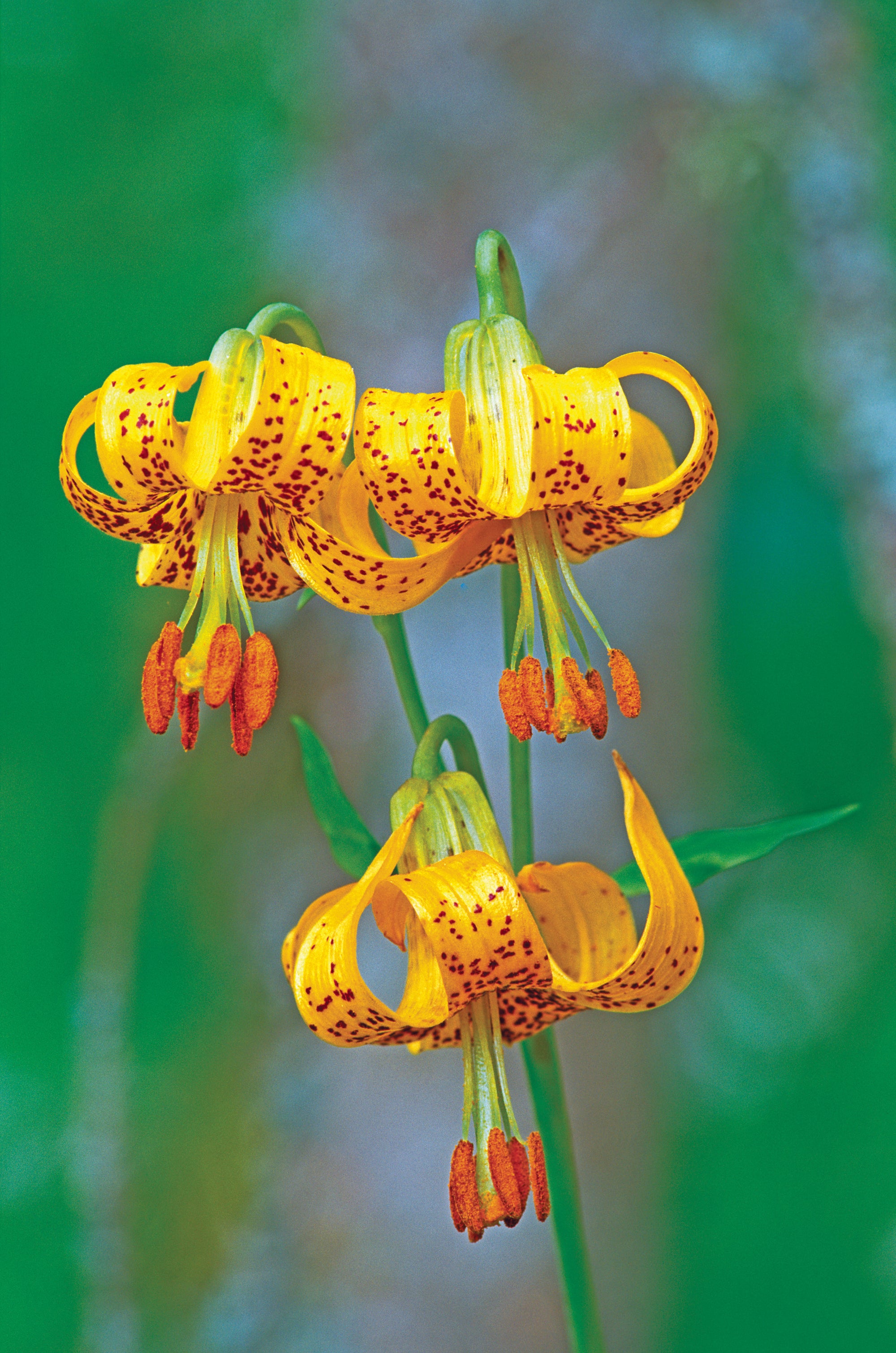 Three tiger lily flowers. End of image description.