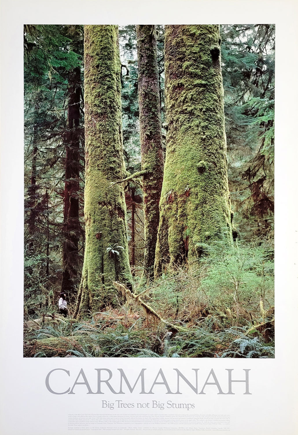 Tree Like Poster Big trees poster pack - Wilderness Committee
