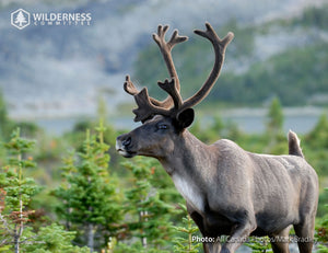 2023 Wild Canada: Endangered Species and Spaces Calendar
