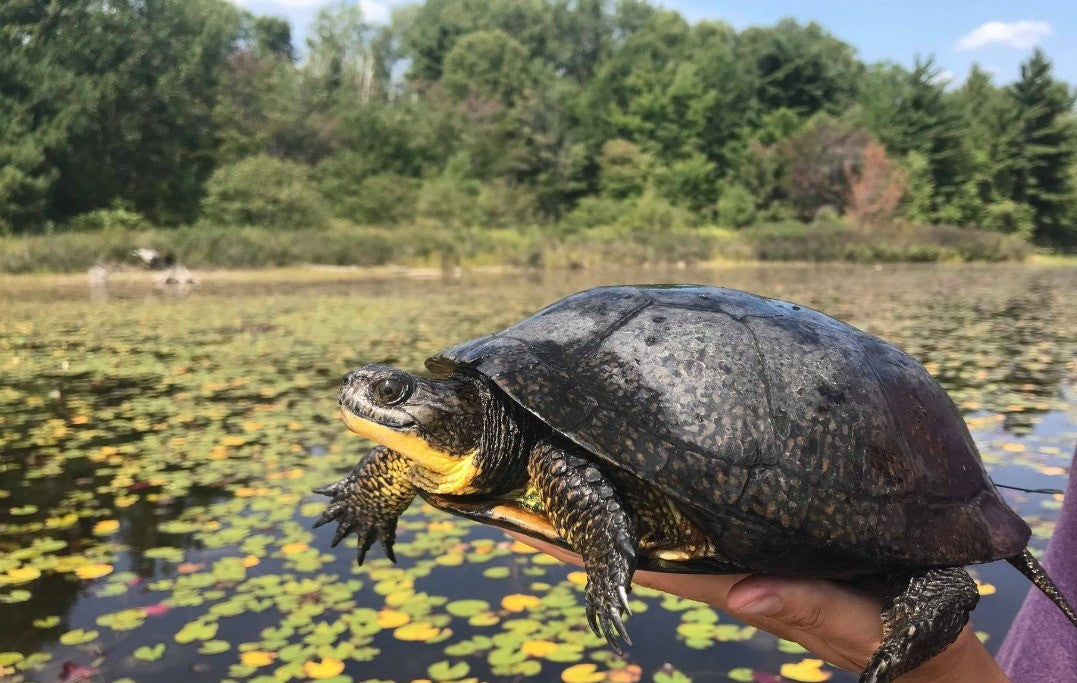 A person holding a Blanding's turtle near a pond. End of image description.