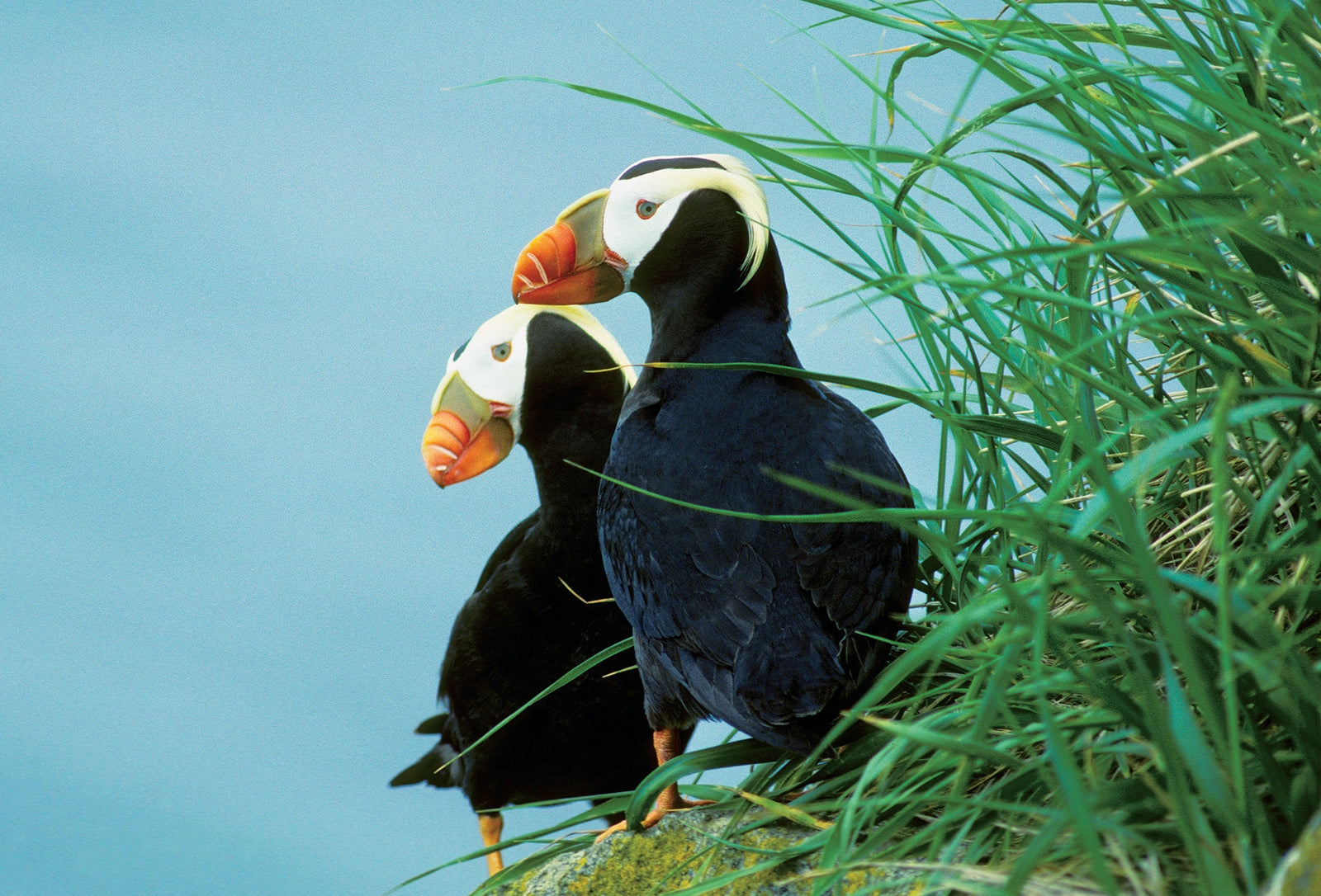 Two puffins. End of image description.
