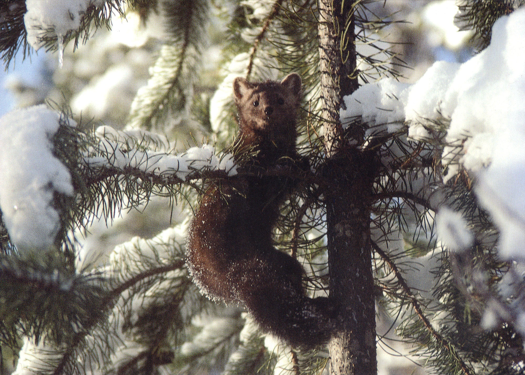 A pine marten climbing up a snowy tree. End of image description.