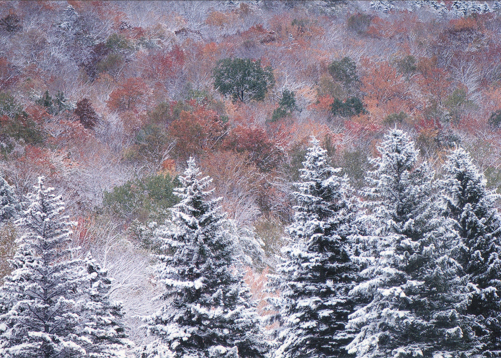A painting of a snowy forest. End of image description. 