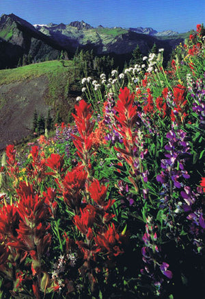 A meadow of flowers near a mountain. End of image description. 