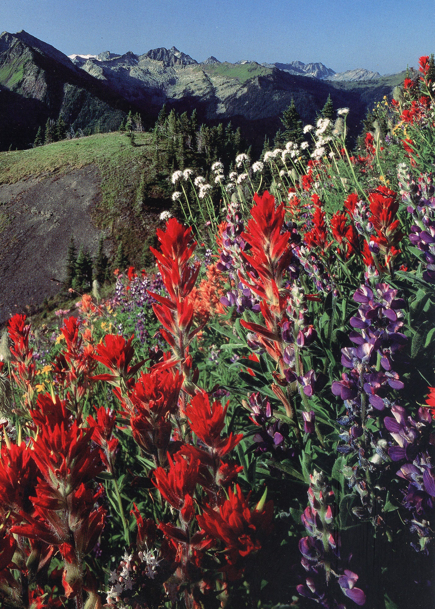 A meadow overlooking mountains. There are various different flowers. End of image description.