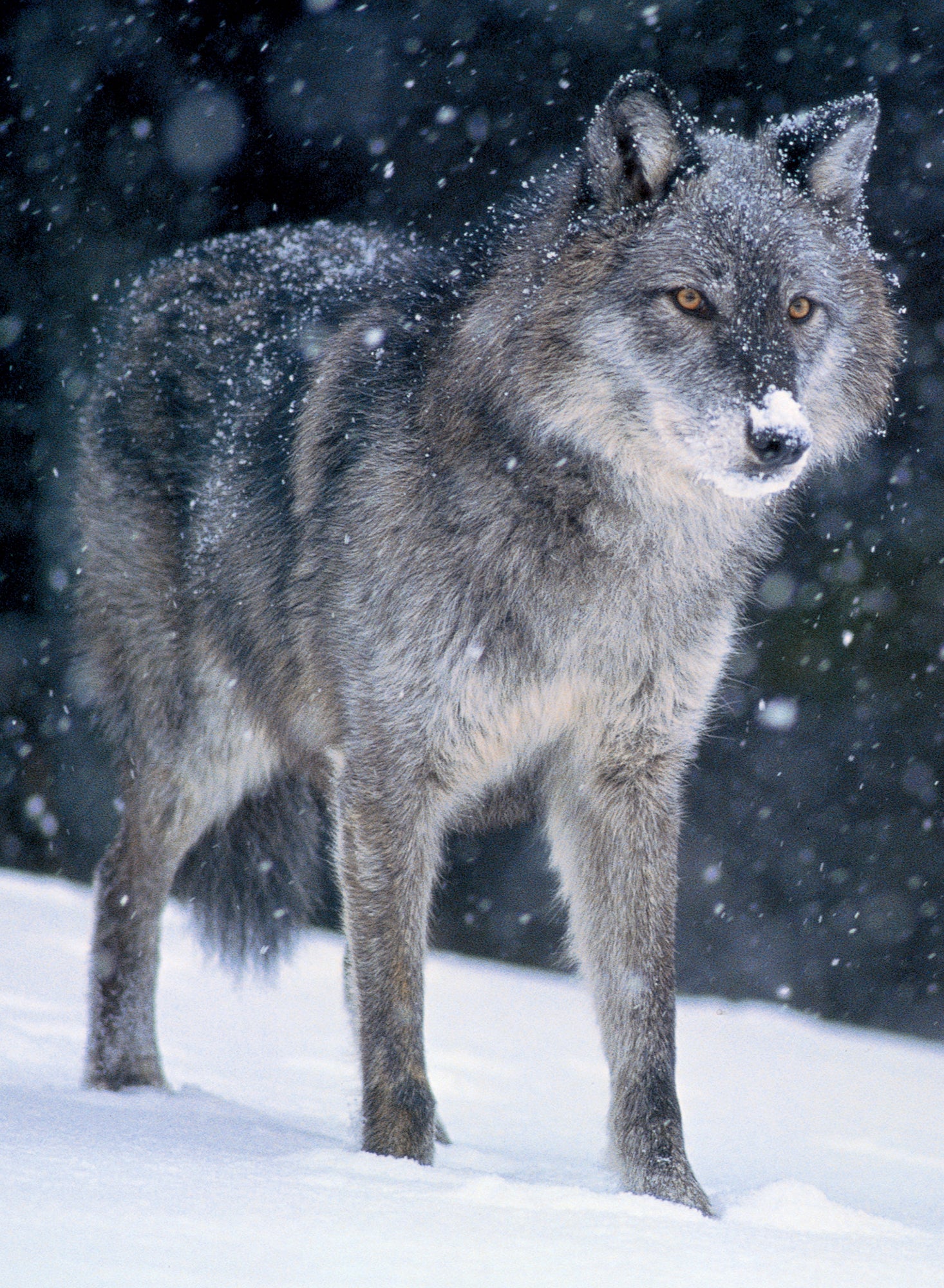 A timber wolf in the snow. End of image description.