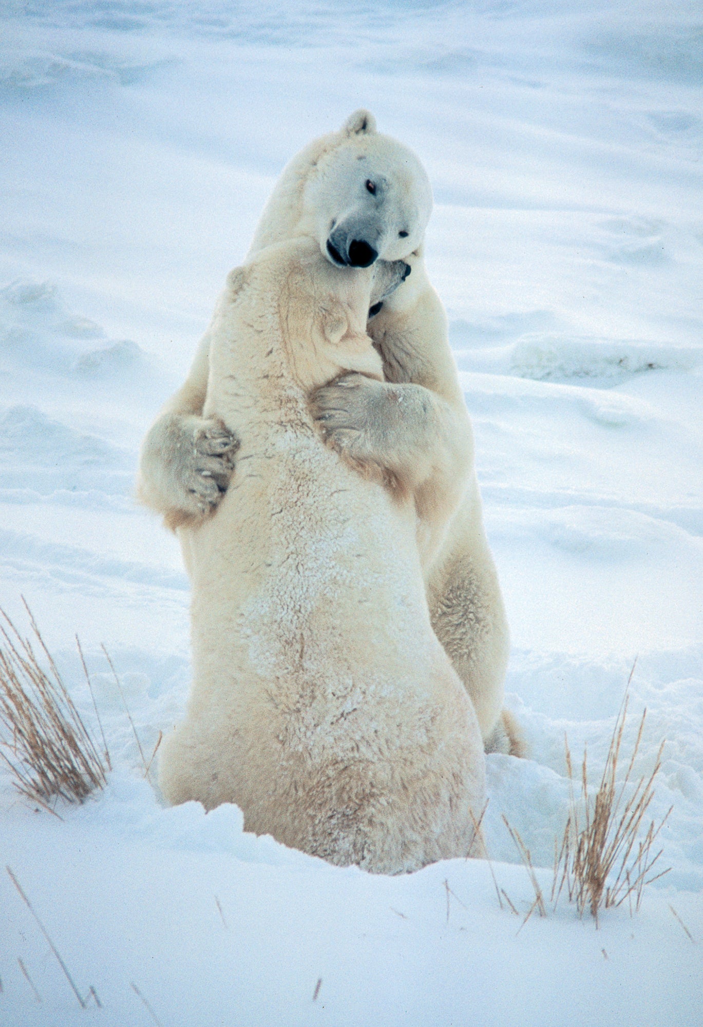 Two polar bears in a bear hug on the snow. End of image description.