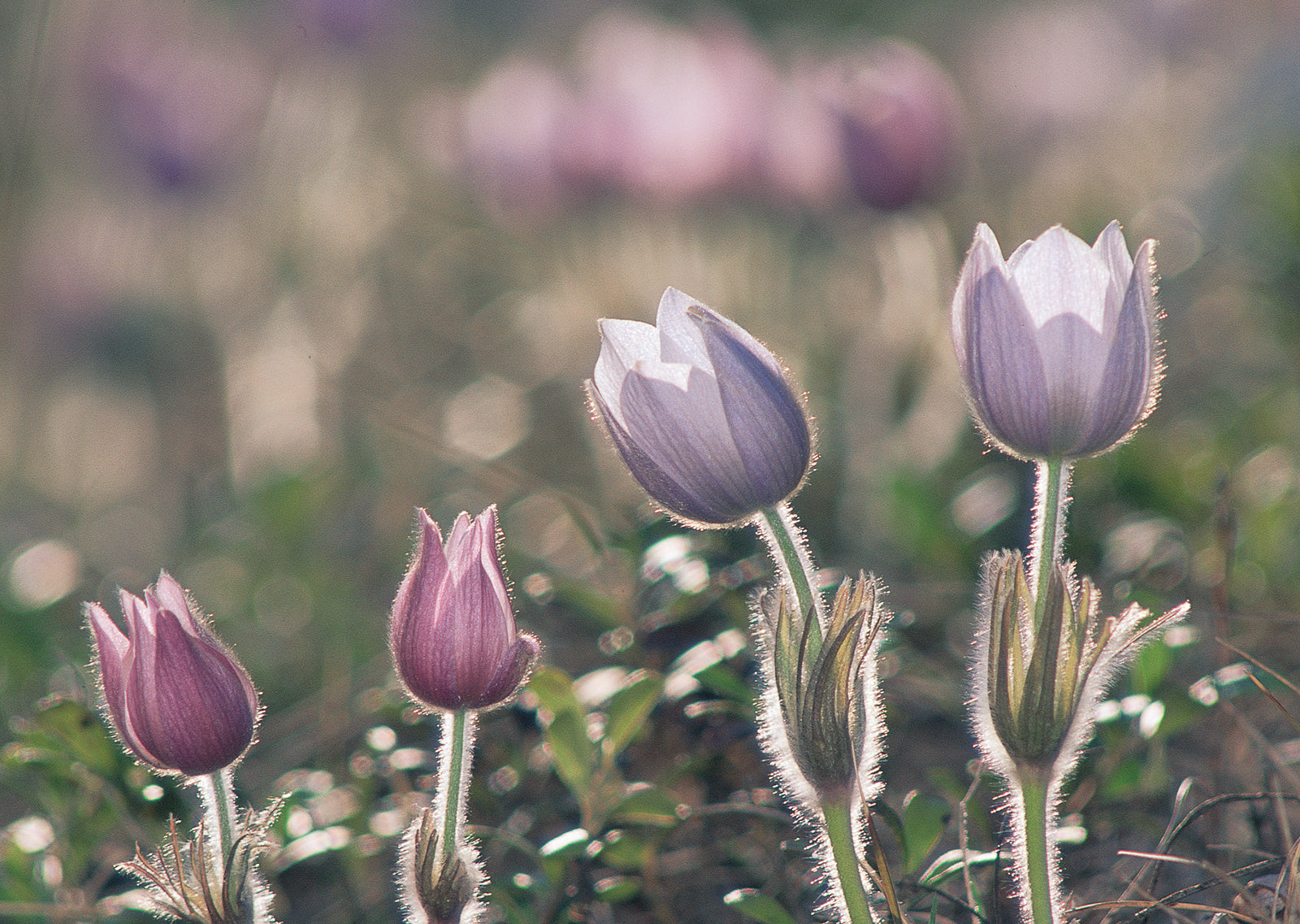 Four praire crocuse flowers. End of image description.