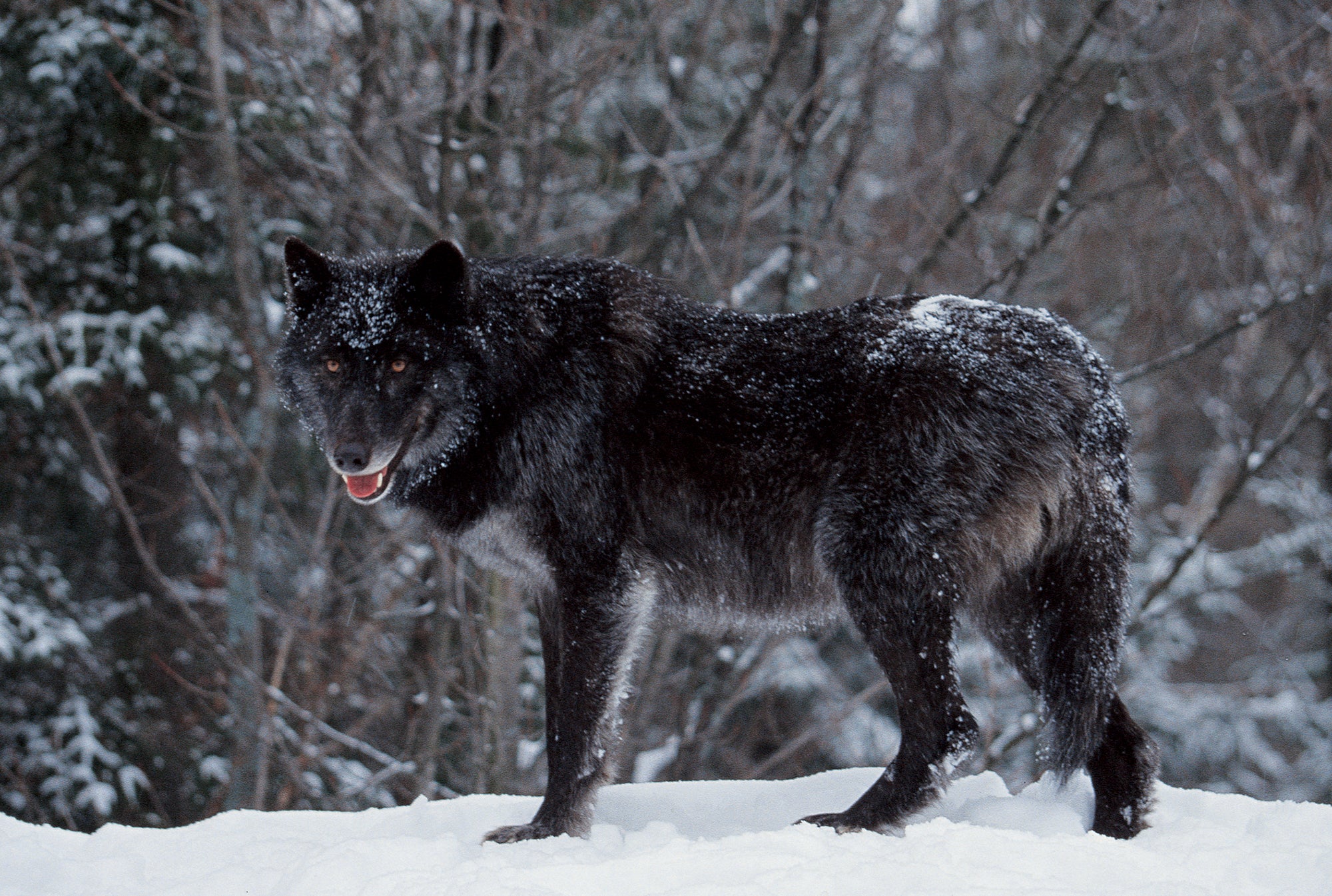 Giant Timber Wolf Thesnow Mackenzie Valley Wolf, Alaskan Tundra Wolf