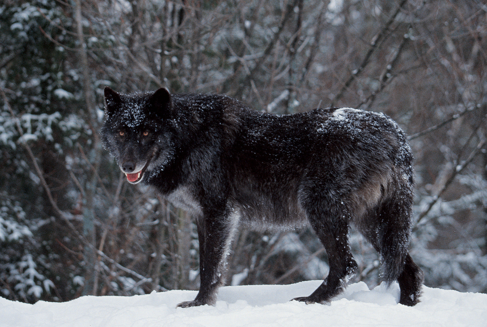 A timber wolf in the snow. End of image description.