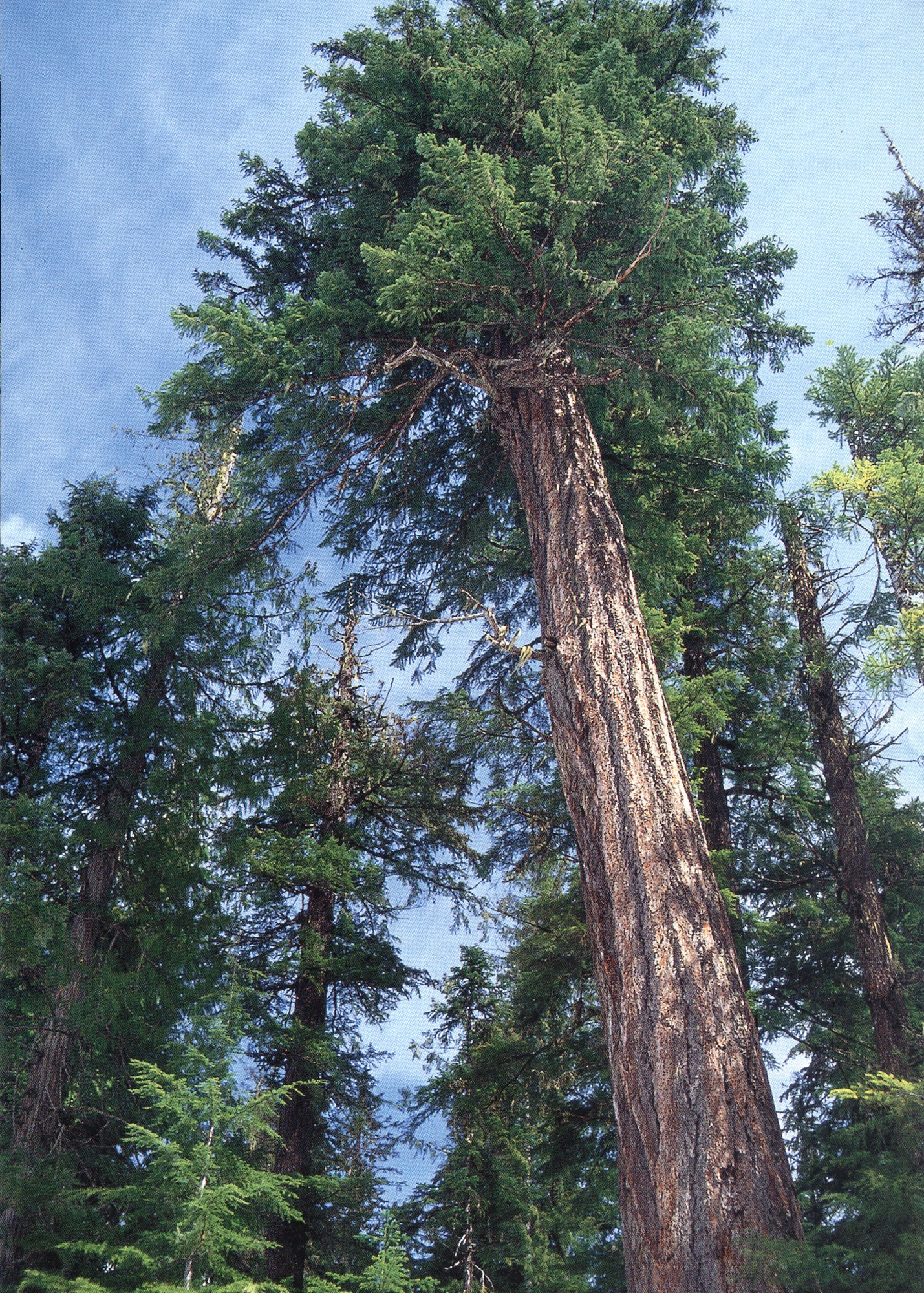 Multiple trees in a forest. End of image description.