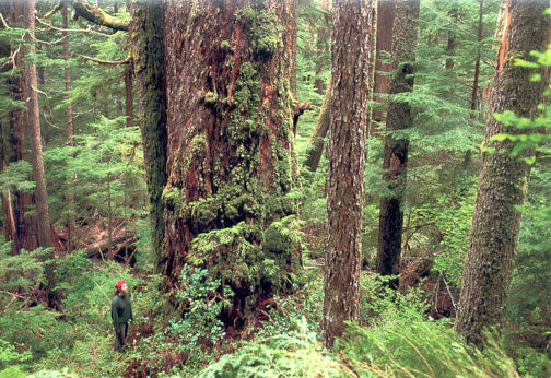 A person standing next to an old-growth tree. End of image description.