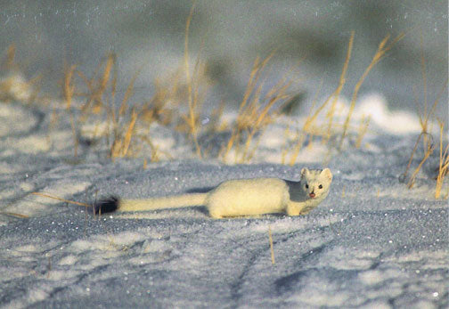 A long tailed weasel in the snow. End of image description.