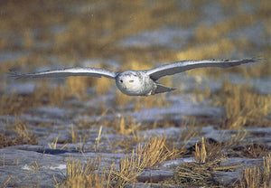 A snowy owl flying close the ground. End of image description.