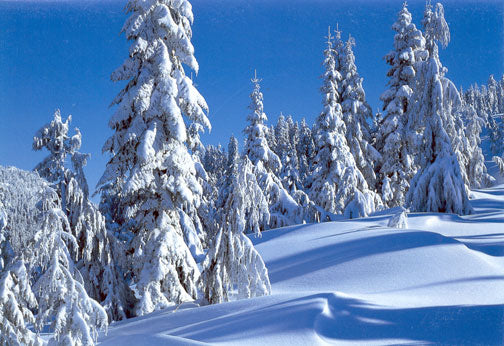 Snowy trees on a mountain. End of image description.