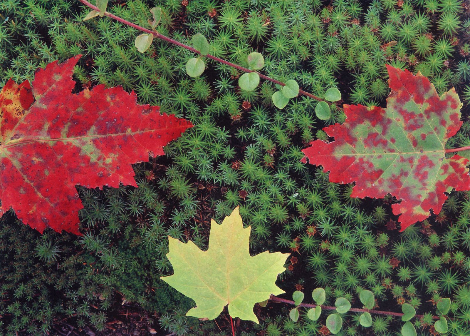 Three leaves on a bed of moss. End of image description.