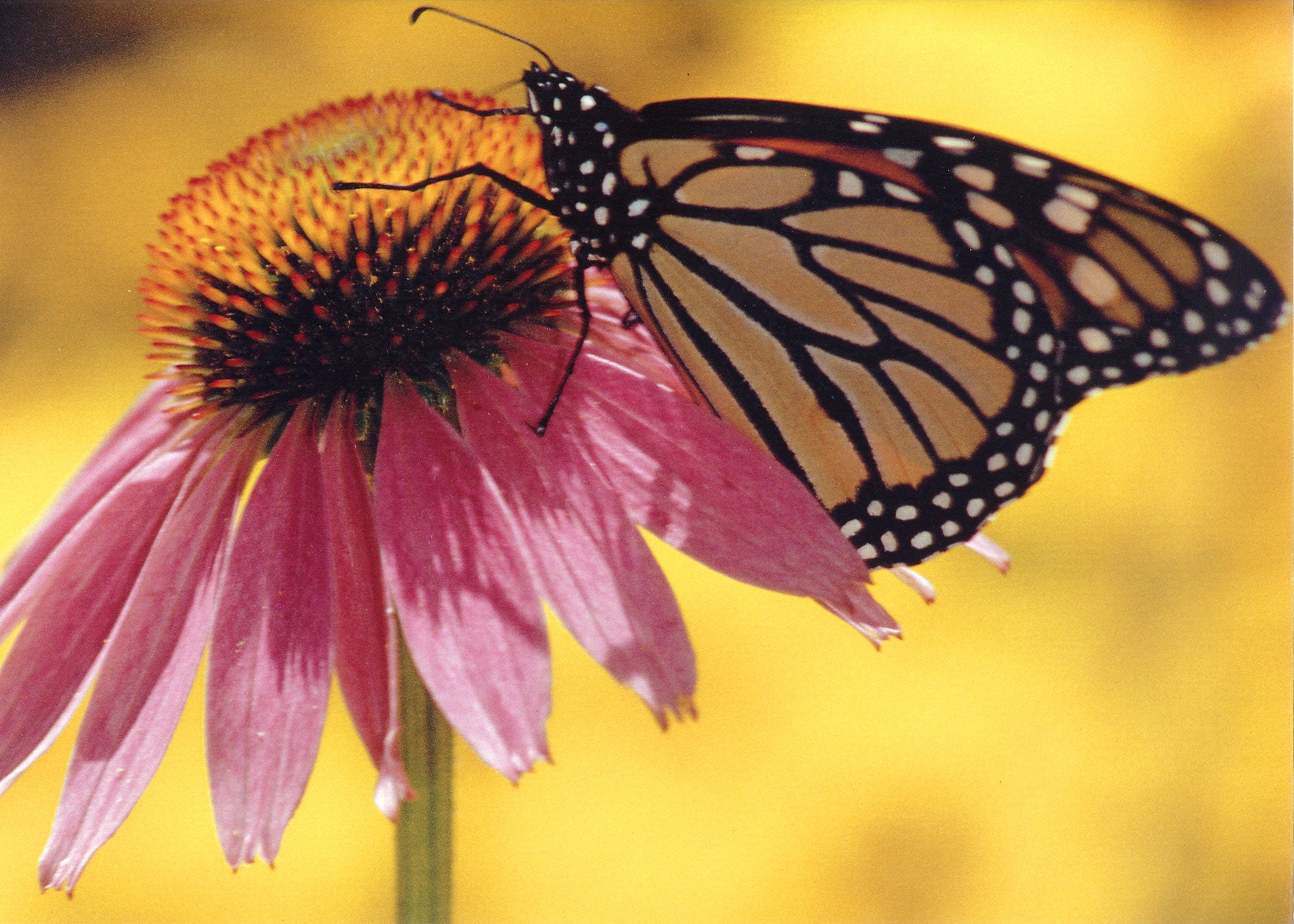 A monarch butterfly siting on a flower. End of image description. 