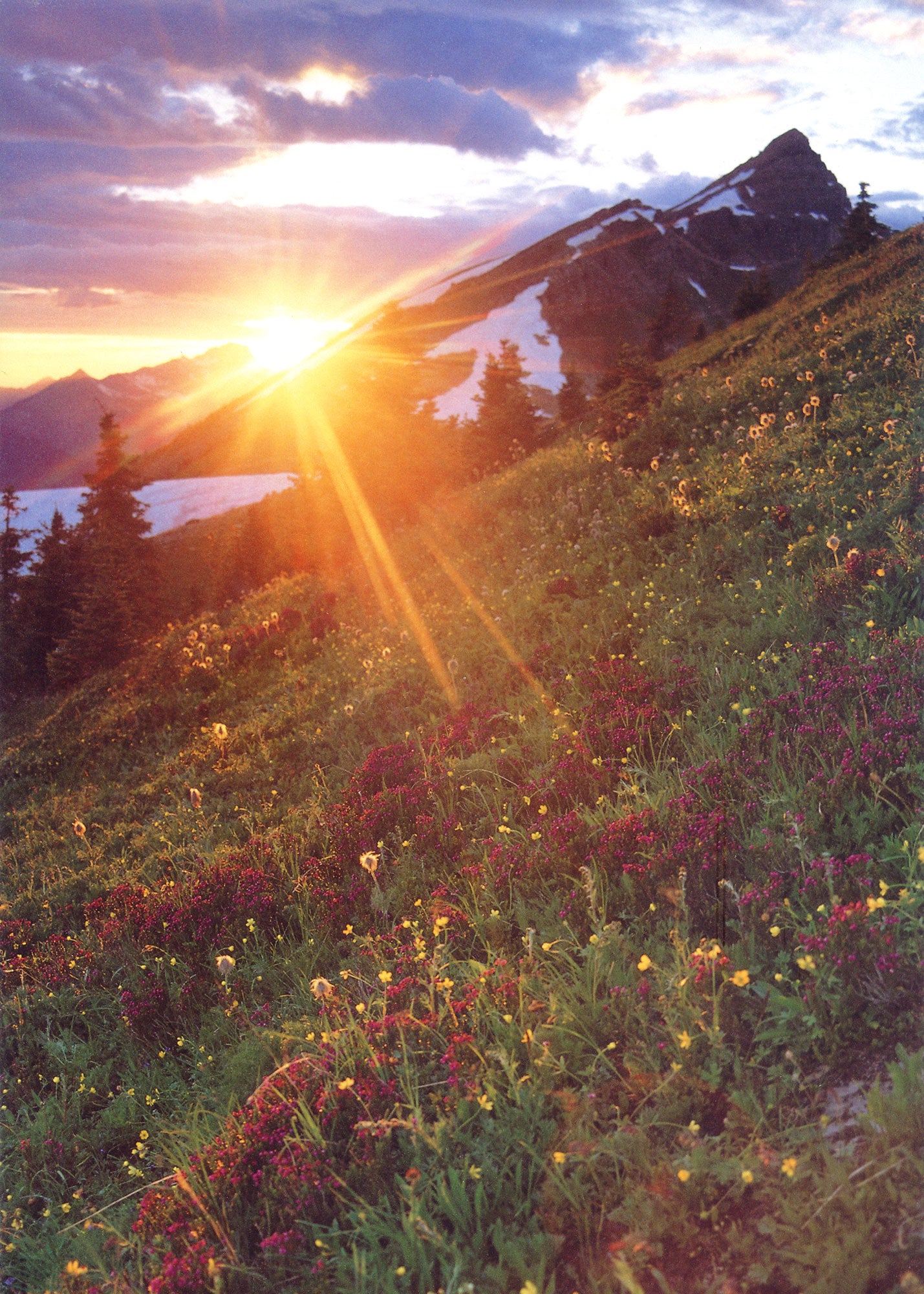 A field of flowers on a mountain. End of image description.