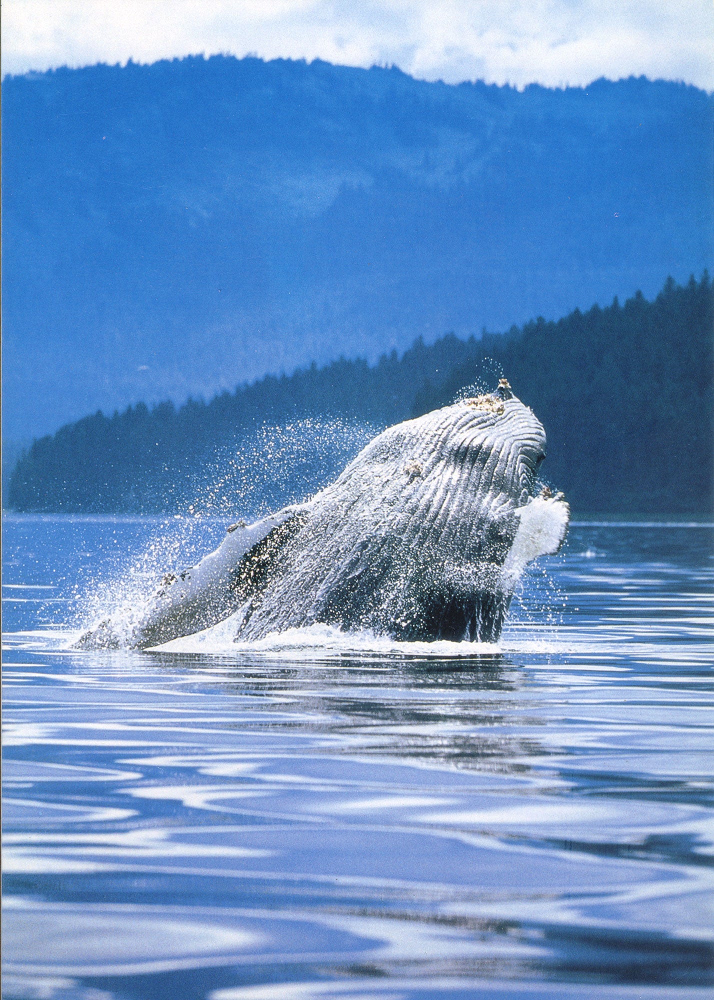 A photo of a whale emerging out of the water. End of image description.