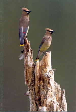 Two cedar waxwing birds perched on a stump. End of image description