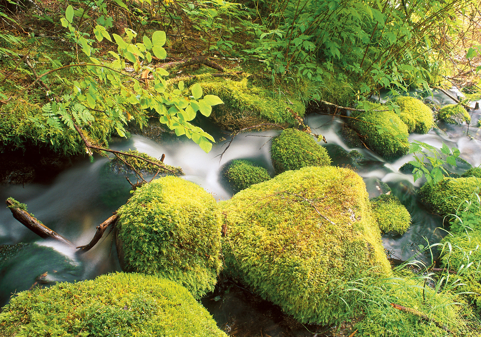 A stream running through the forest. End of image description. 