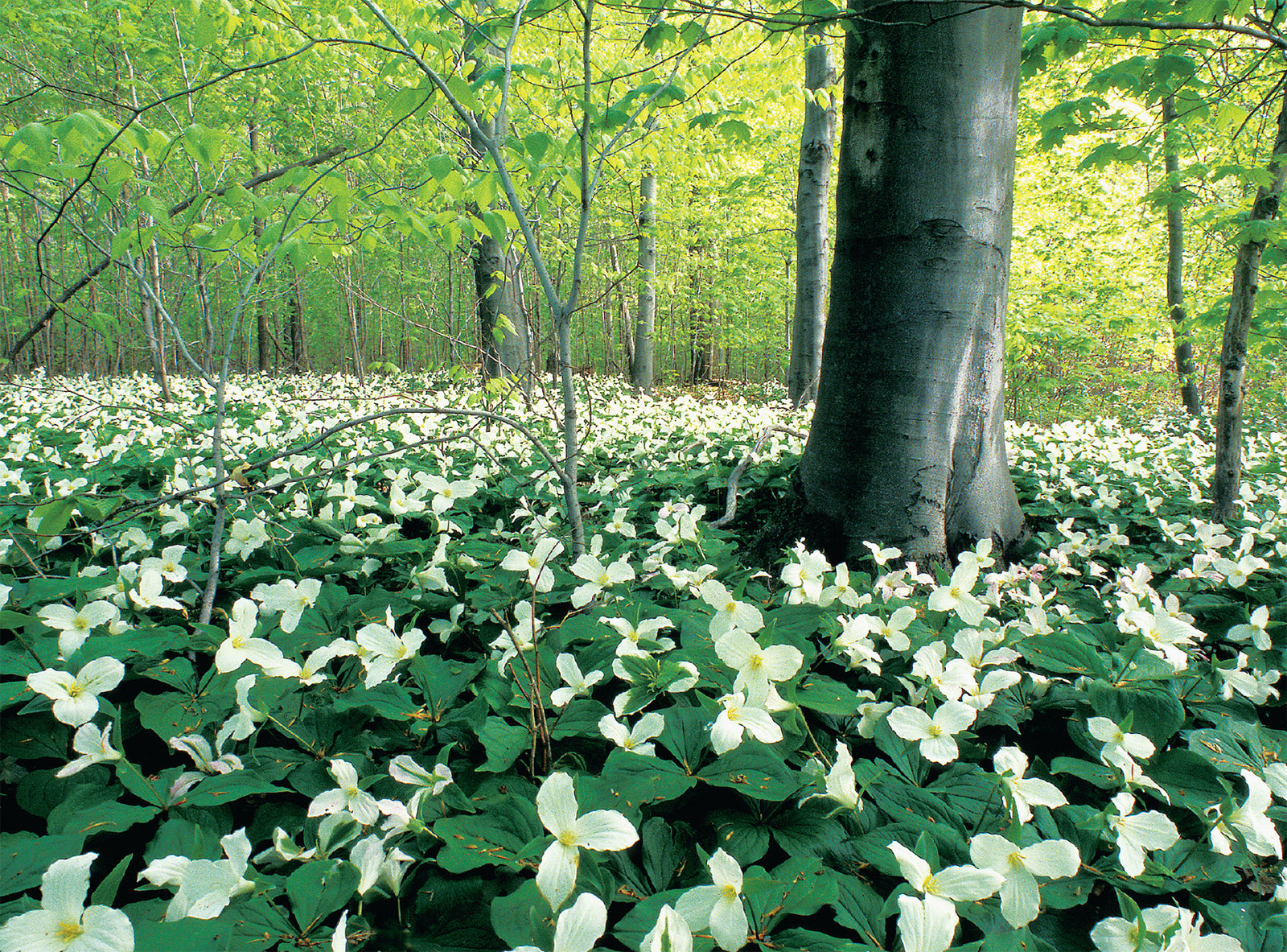 White trilliums in Carolinian forest card