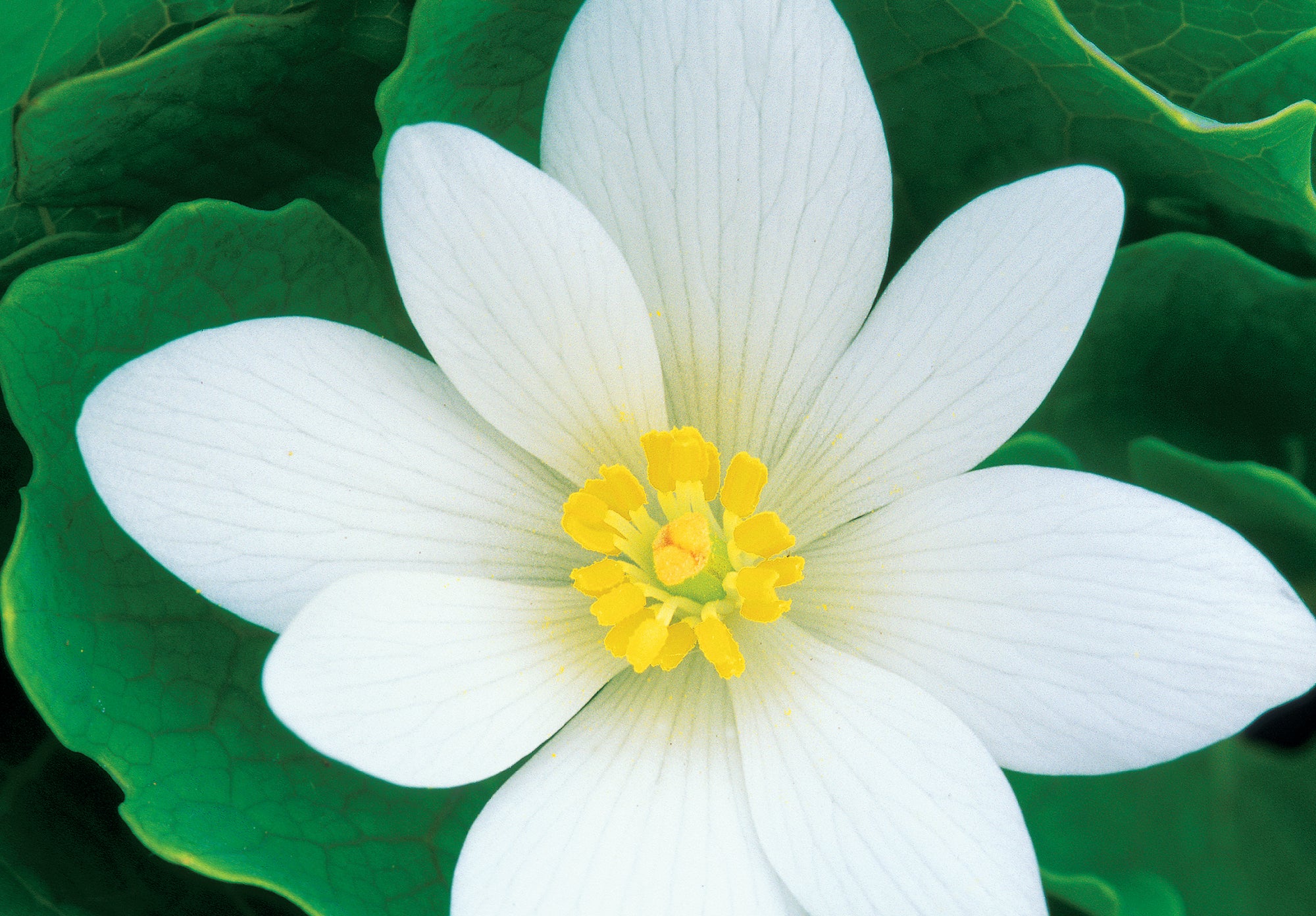 Close up of a white flower with eight petals.