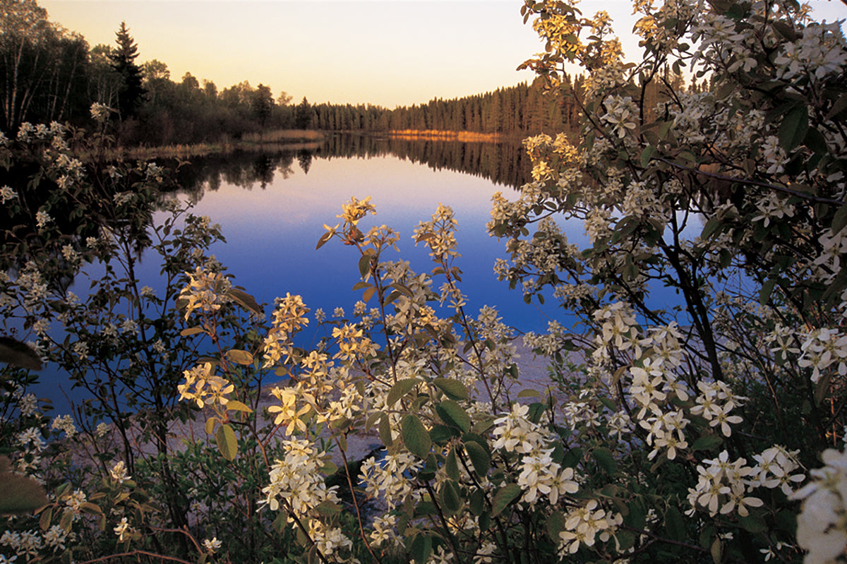 A bush of flowers in front of a river in the forest. End of image description.