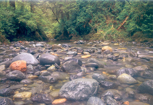 A rocky river bed in a forest. End of image description.