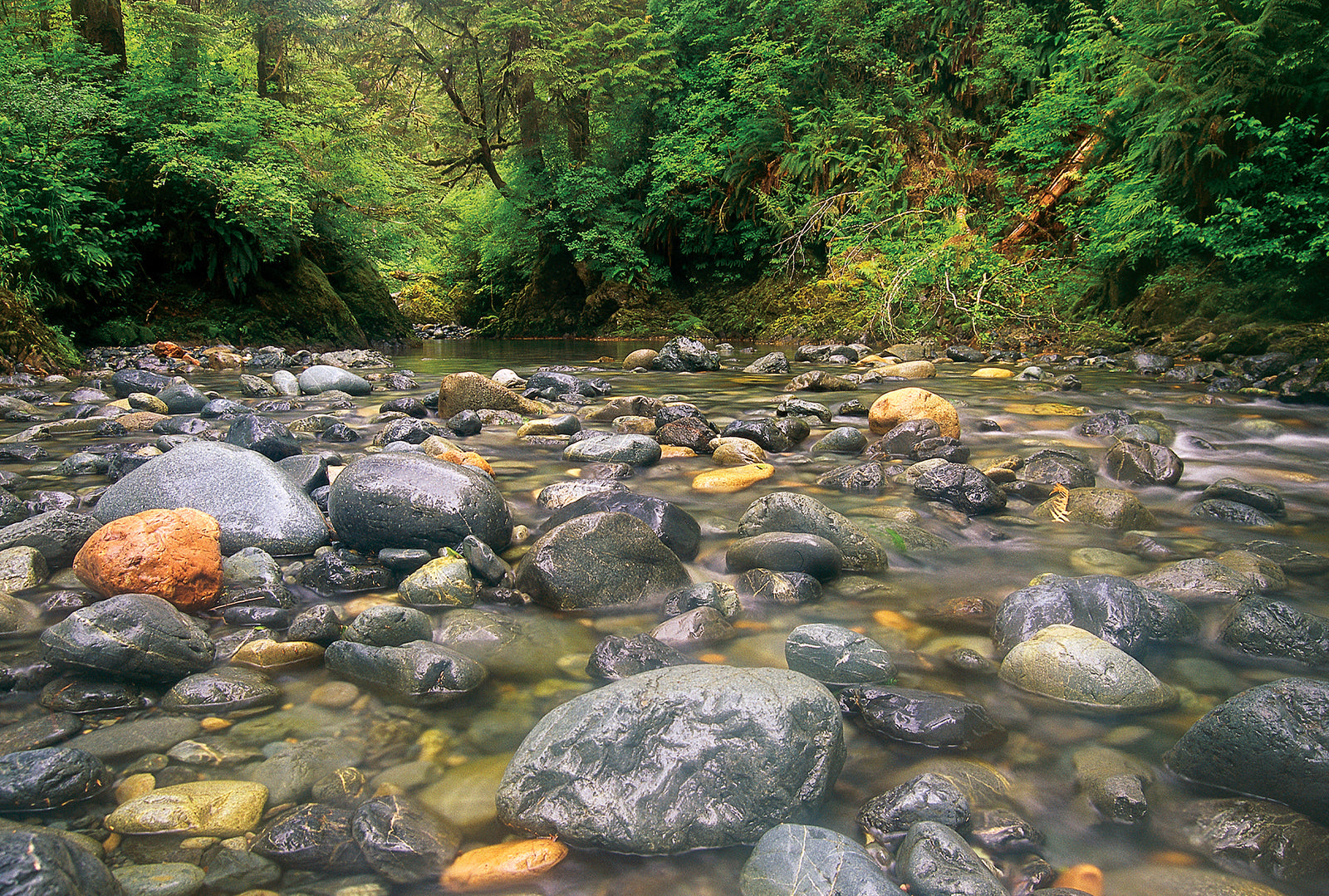 A rocky riverbed in a forest. End of image description.