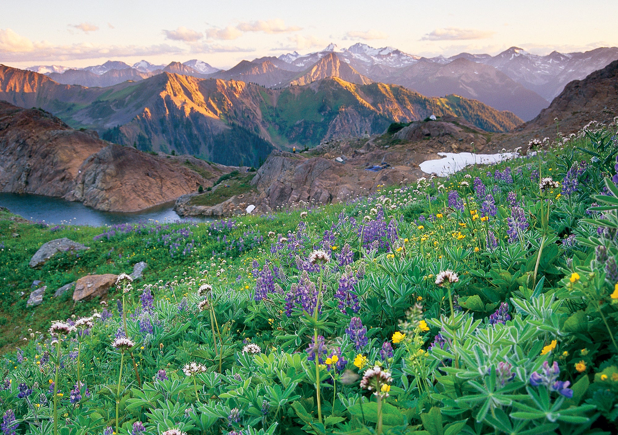 A valley of flowers. End of image description.