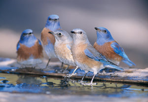 A group of western bluebirds. End of image description.