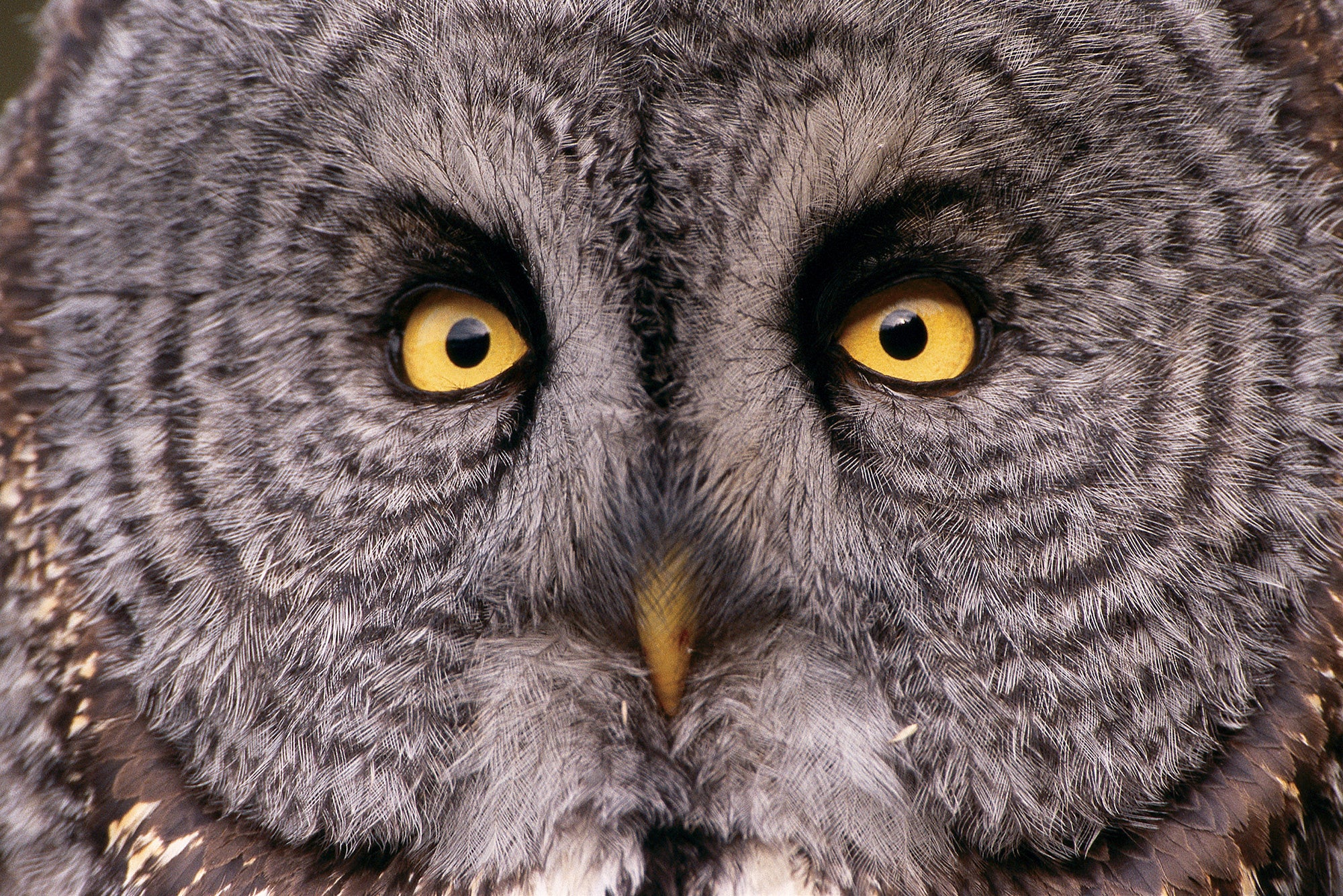 A close up photo of a grey owl's face. End of image description.