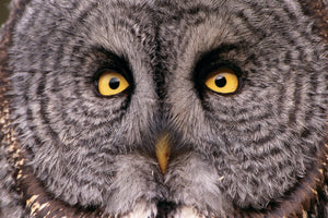 A close-up photo of a great grey owl. End of image description.