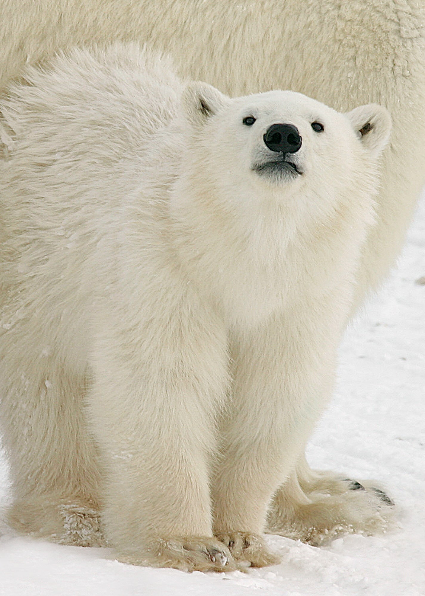 A baby polar bear standing next to its parent. End of image description. 
