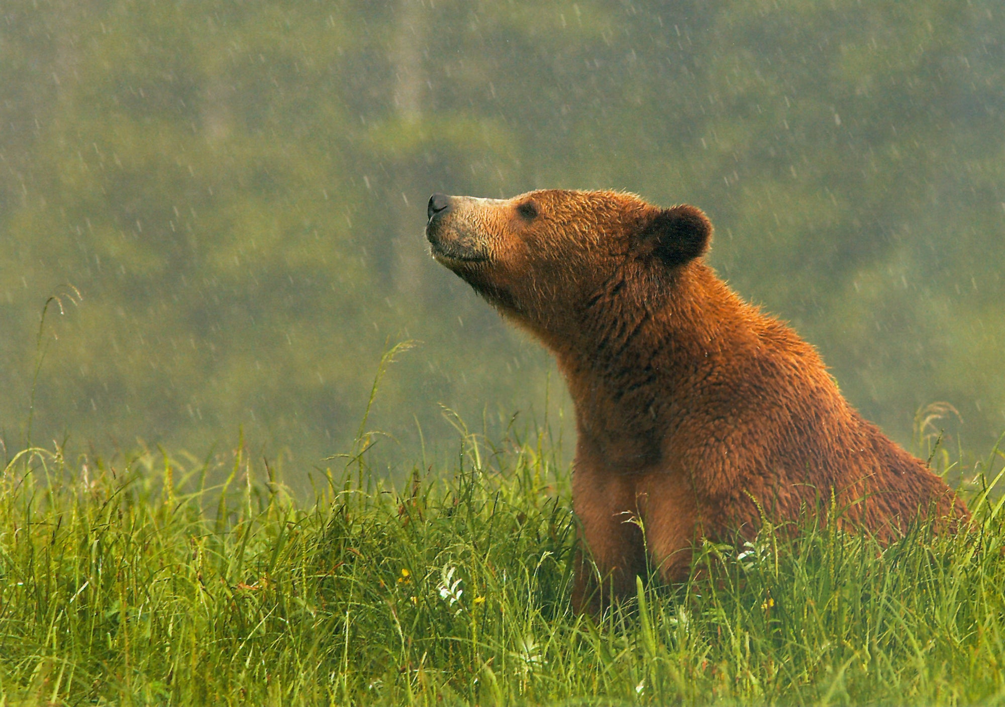 A photo of a grizzly bean siting in field in the middle of rain. End of image description.