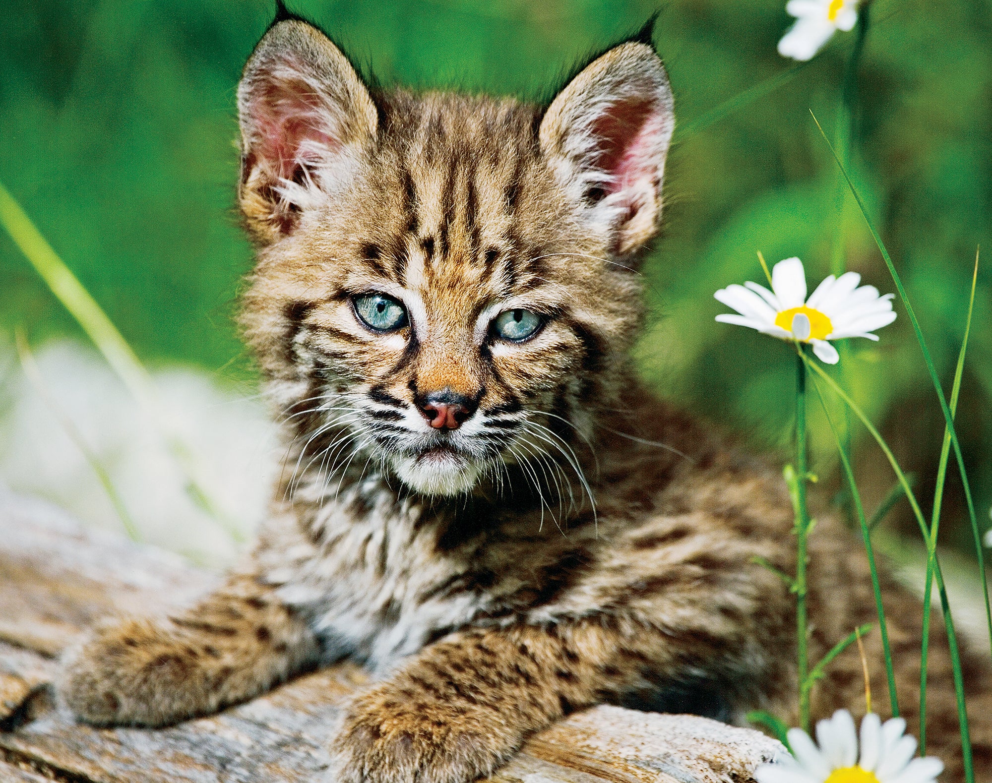 A bobcat kitten resting on logs, next to some flowers. End of image description.