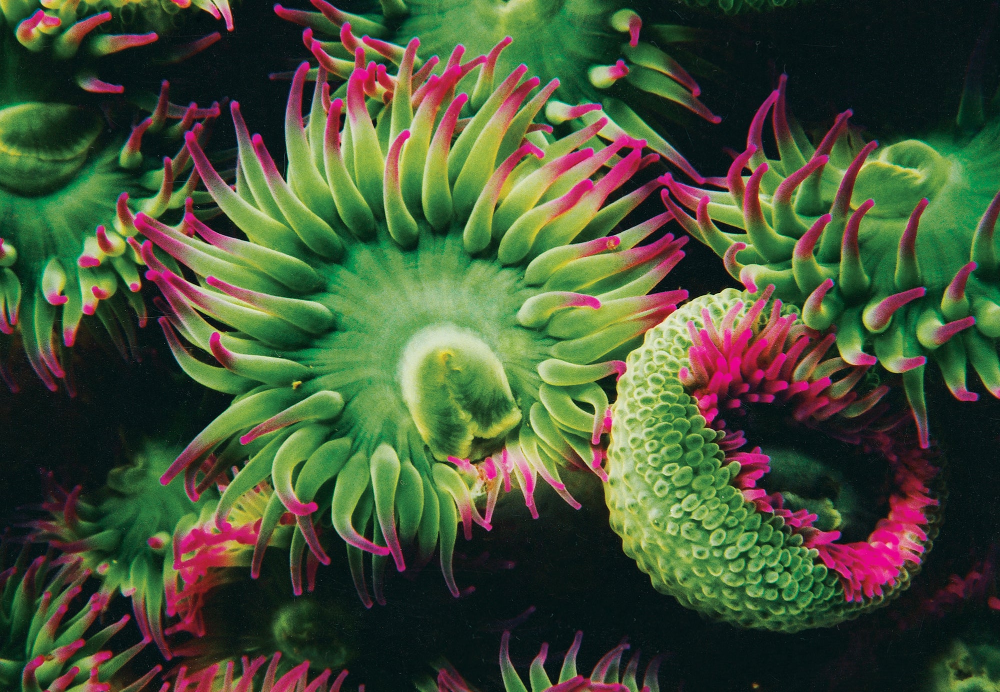 A cluster of anemones. End of image description.
