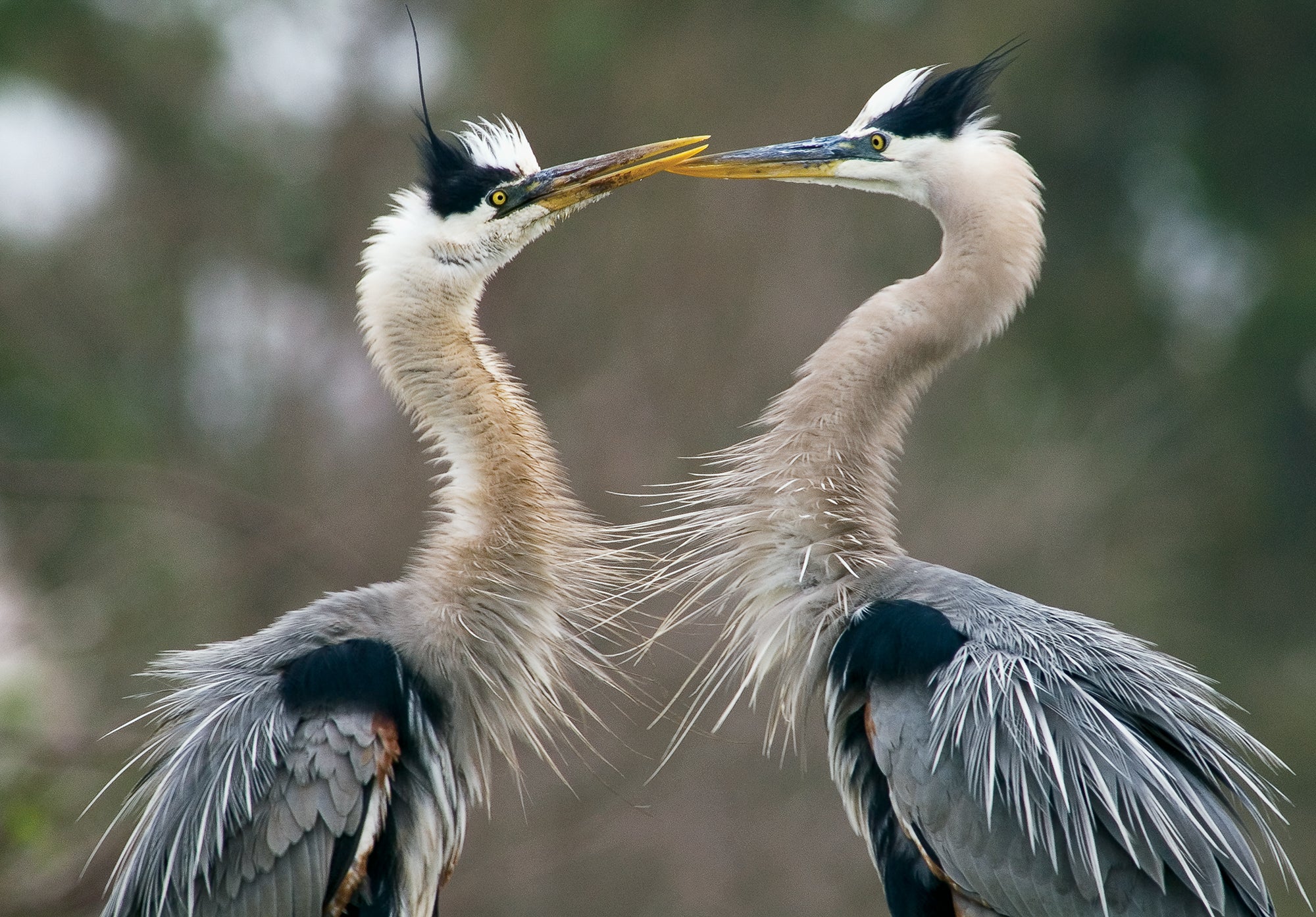 Two great blue herons in profile, touching bills. End of image description.