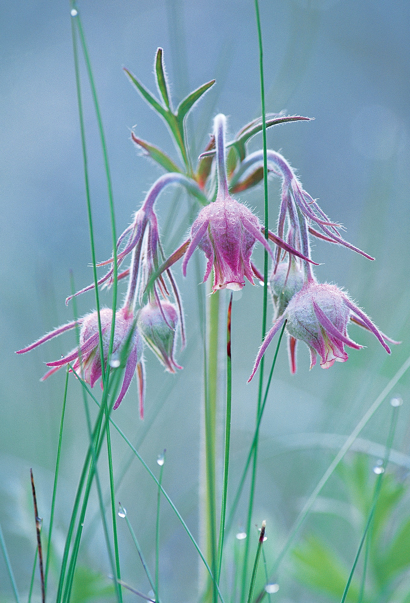 Prairie smoke flowers. End of image description. 