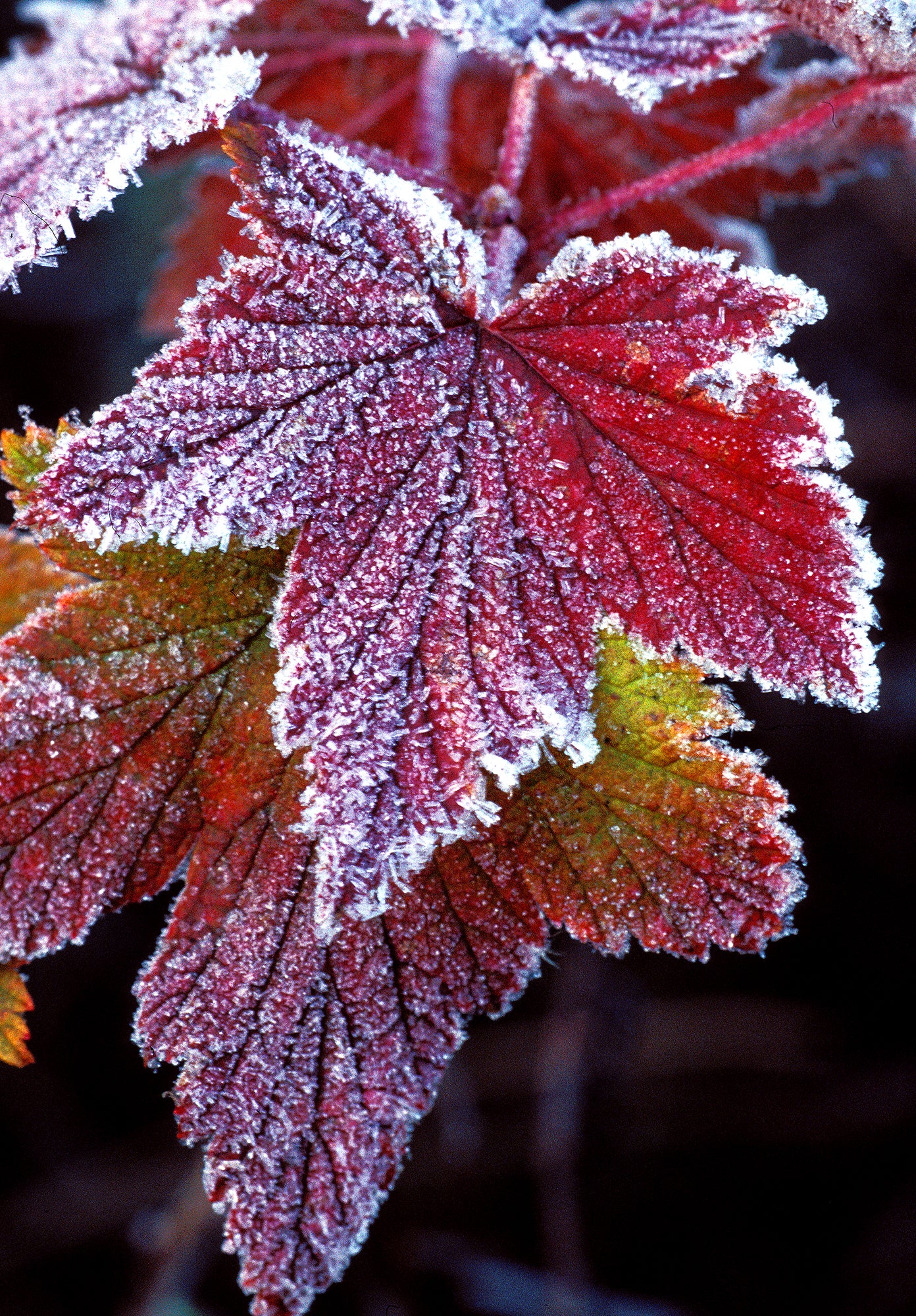 Skunk currant leaves. End of image description.