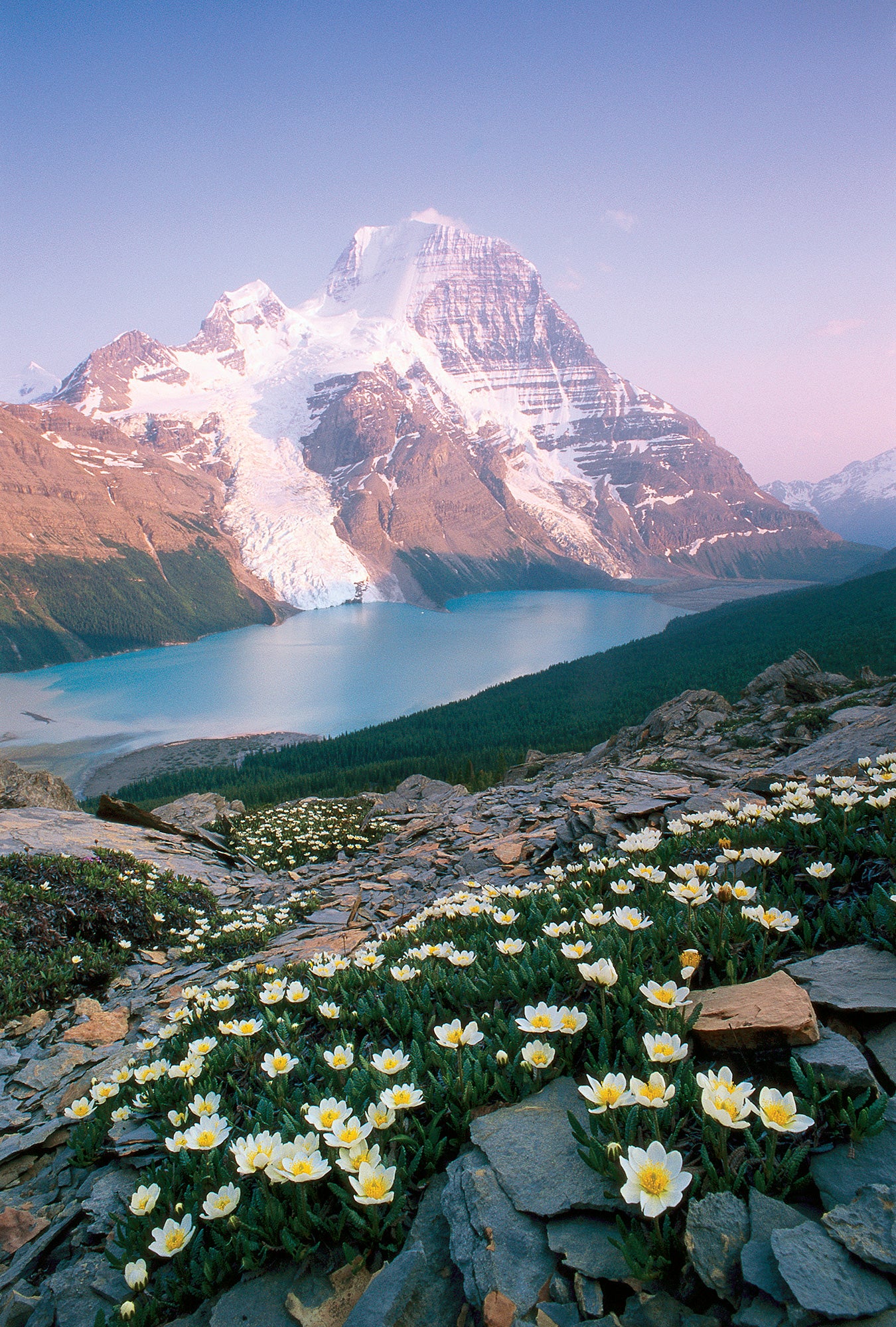 A mountain with flowers in front of it. End of image description.