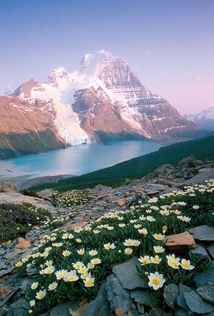 Tall Mount Robson across a lake, with a rocky and flowery slope in the foreground. End of image description.