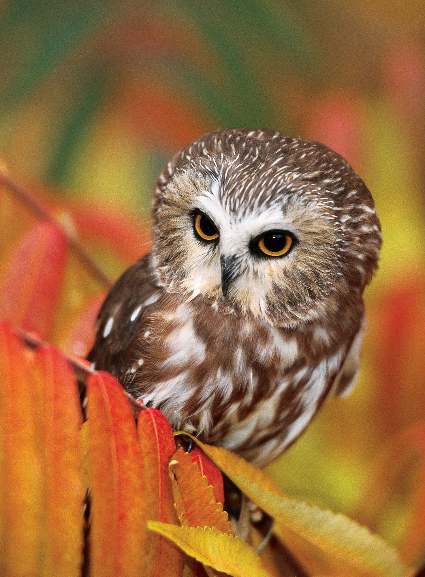 A saw-whet owl sitting on a branch. End of image description.
