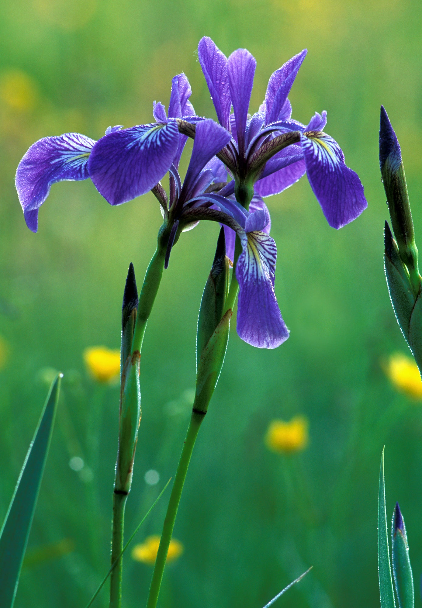 Western blue flag flowers. End of image description.