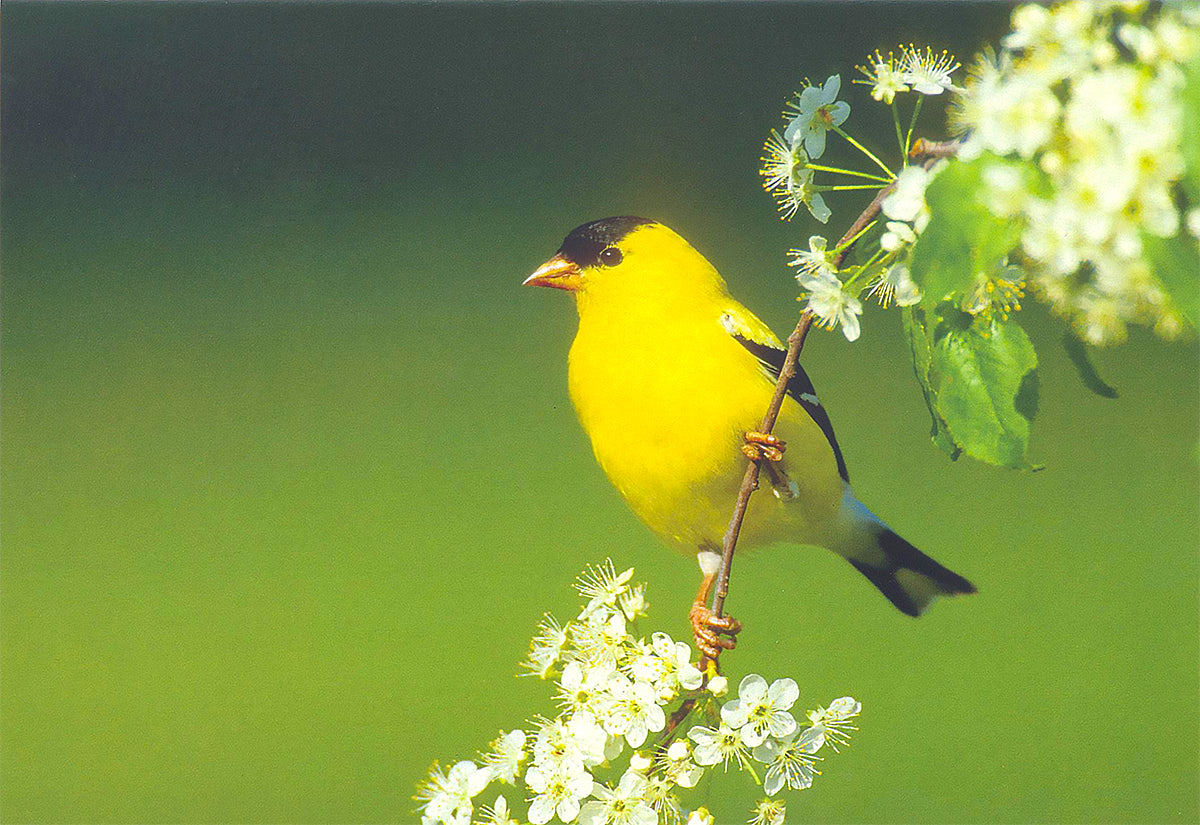 A goldfinch perched on a branch of flowers. End of image description.