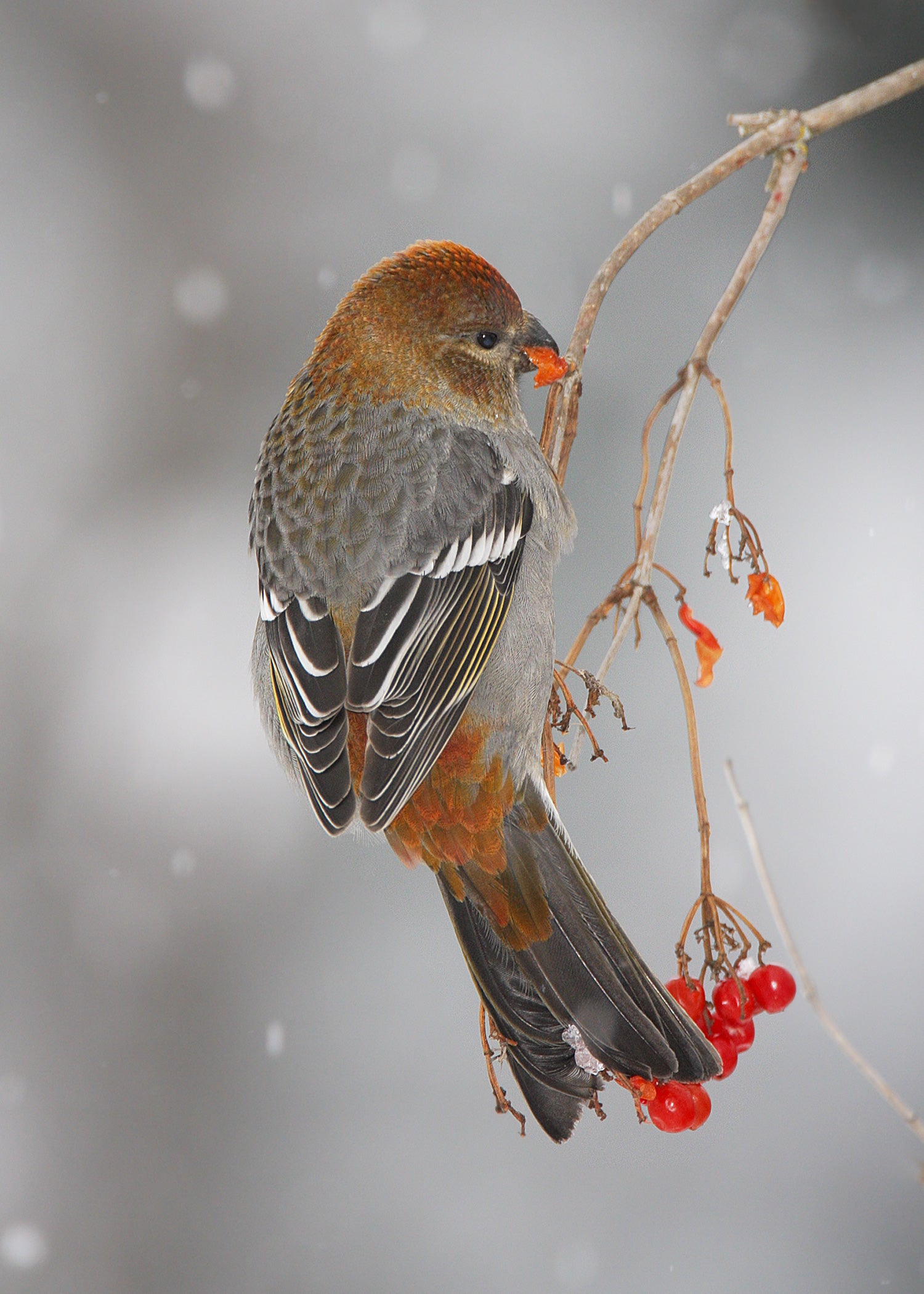 A pine grosbeak bird eating berries off a branch. End of image description.